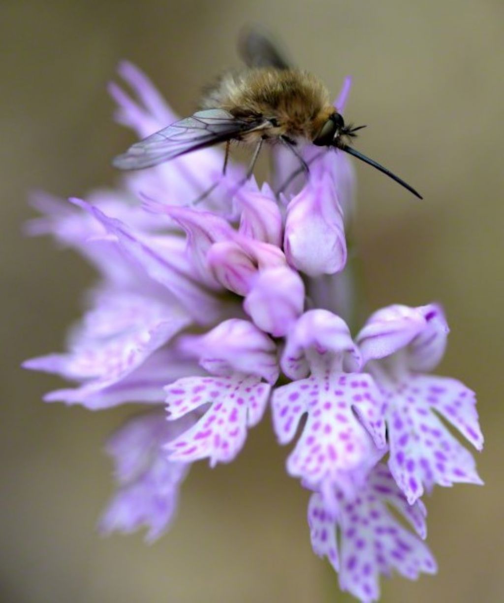 Orchis tridentata